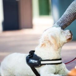 Julius K9 Arnés Julius-K9 IDC® Power Negro Para Perros 23 Julius K9 Arnés Julius-K9 IDC® Power Negro Para Perros -Paws Tienda 65902 julius k9 idc powergeschirr schwarz hs8 3