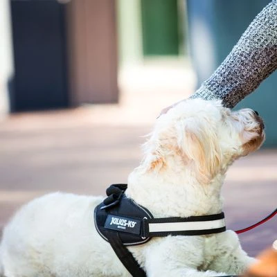 Julius K9 Arnés Julius-K9 IDC® Power Negro Para Perros 12 Julius K9 Arnés Julius-K9 IDC® Power Negro Para Perros - Imagen 10