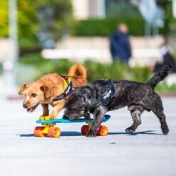 Julius K9 Arnés Julius-K9 IDC® Power Negro Para Perros 18 Julius K9 Arnés Julius-K9 IDC® Power Negro Para Perros -Paws Tienda 65902 julius k9 idc powergeschirr schwarz hs9 9