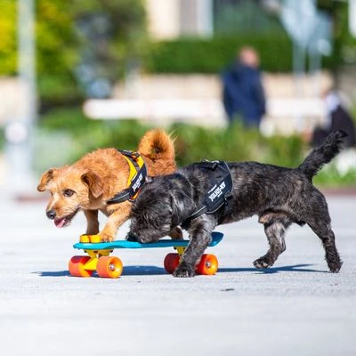 Julius K9 Arnés Julius-K9 IDC® Power Negro Para Perros 7 Julius K9 Arnés Julius-K9 IDC® Power Negro Para Perros - Imagen 5