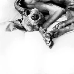 Difusor ADAPTIL® Calm Para Perros -Paws Tienda 73499 adaptiltransportspray hs 08 3