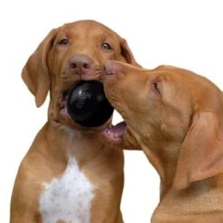 KONG Extreme Ball 12 KONG Extreme Ball -Paws Tienda 74241 kong extremeball hs 03 6