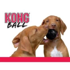 KONG Extreme Ball 13 KONG Extreme Ball -Paws Tienda 74241 kong extremeball hs 04 2