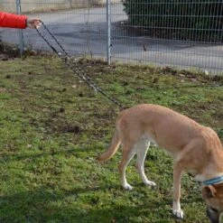 Julius K9 Correa Ajustable Julius-K9 IDC® Cordino Para Perros -Paws Tienda 89698 juliusk9 idcadjustableropeleash hs 13 2