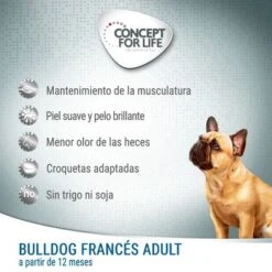 Concept For Life Bulldog Francés Adult -Paws Tienda cfl board dog bulldog 6