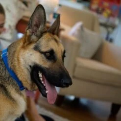 Puerta Extreme Weather Para Mascotas De Petsafe -Paws Tienda petsafe hundeklappe extremeweather hs 03 1