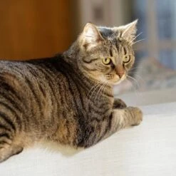 Puerta Extreme Weather Para Mascotas De Petsafe -Paws Tienda petsafe hundeklappe extremeweather hs 03 3