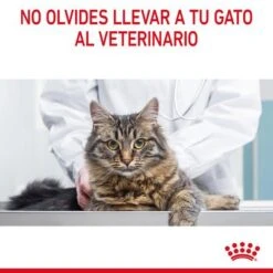 Royal Canin Digest Care En Salsa -Paws Tienda rc fcn digestivecarepouchgravy 13 es es 3