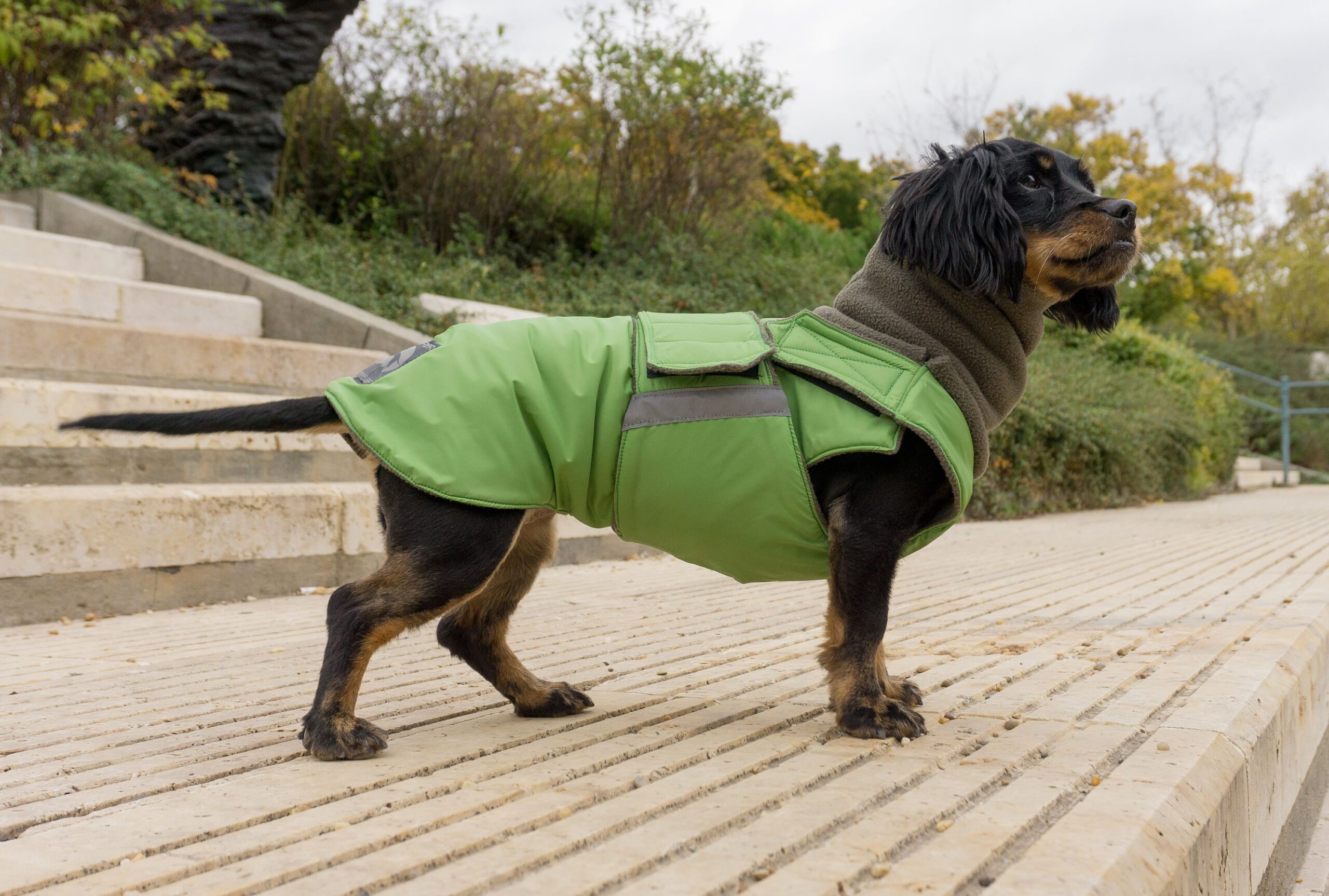 Paws Tienda -Paws Tienda aaa78a6841a86583863497427d6abebb scaled